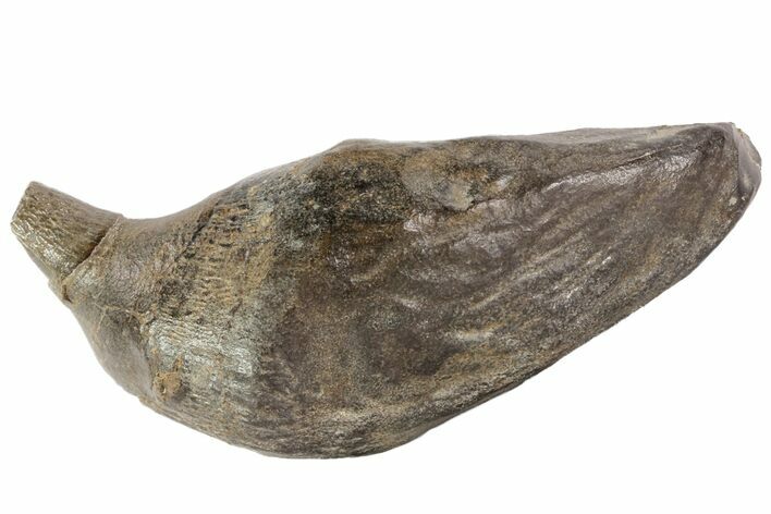 Fossil Sperm Whale (Scaldicetus) Tooth #78219